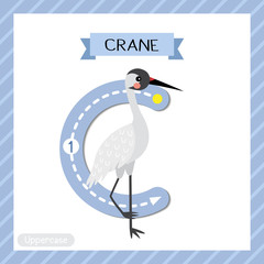 Wall Mural - Letter C uppercase cute children colorful zoo and animals ABC alphabet tracing flashcard of Standing Crane bird for kids learning English vocabulary and handwriting vector illustration.