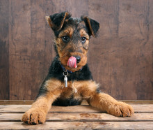 Puppy Tongue