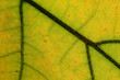 © rck - Nature Abstract: Cells and Veins of a Colorful Autumn Leaf
