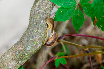 Wall Mural - grape snail crawling on a tree