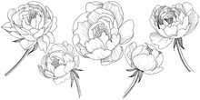 Peony Flower Free Stock Photo - Public Domain Pictures