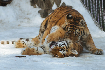 Wall Mural - siberian (amur) tiger cubs playing on the snow