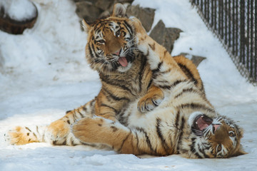 Wall Mural - siberian (amur) tiger cubs playing on the snow