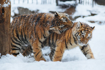 Wall Mural - siberian (amur) tiger cubs playing on the snow