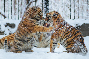 Wall Mural - siberian (amur) tiger cubs playing on the snow