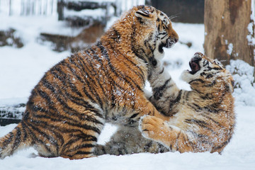 Wall Mural - siberian (amur) tiger cubs playing on the snow