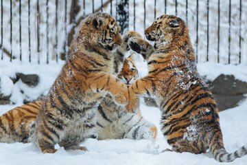 Wall Mural - siberian (amur) tiger cubs playing on the snow