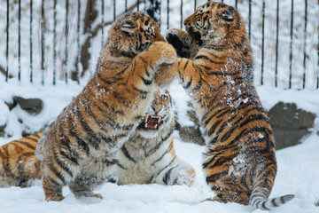 Wall Mural - siberian (amur) tiger cubs playing on the snow