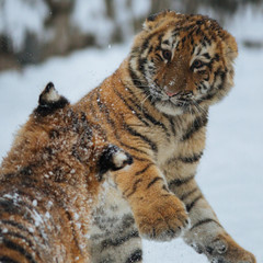 Wall Mural - siberian (amur) tiger cubs playing on the snow