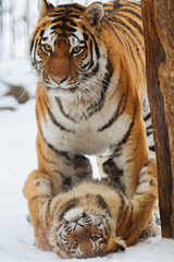 Wall Mural - siberian (amur) tiger cub playing on the snow with mother
