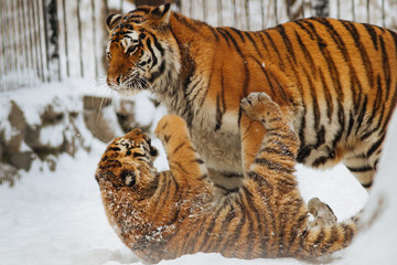 Wall Mural - siberian (amur) tiger cub playing on the snow with mother