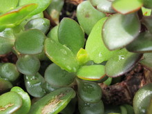 A Potted Jade Plant (Crassula Ovata) With Water Droplets On Its Leaves 