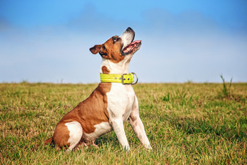 Dog posing in green grass. He is a brown and white staffordshire terrier. Behind him is a blue sky. 