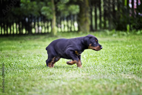 Doberman Puppy In Grass Puppy Of Doberman Goes In Green Grass He Is Black And Brown And So Cute Buy This Stock Photo And Explore Similar Images At Adobe Stock