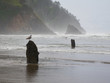 Sea gulls perch on the stumps of the Neskowin Ghost Forest, Tillamook County, Oregon