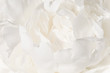 White flower background. A Bud of delicate peony cream-colored close-up.