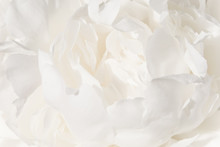 White Flower Background. A Bud Of Delicate Peony Cream-colored Close-up.