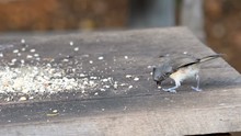 Tufted Tit Mouse Bird Eating At A Feeder Table