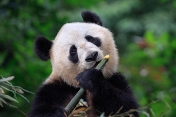 Wall Mural - Panda Bear Enjoying/Eating Bamboo, Bifengxia Panda Reserve in Ya'an - Sichuan Province, China. Panda looking at the viewer and holding a large chunk of Bamboo. Endangered Species Animal Conservation