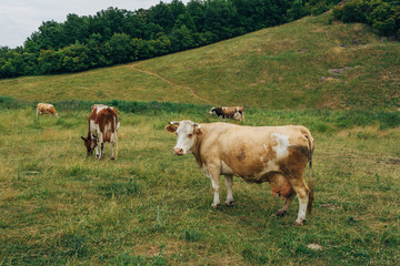 Grazing cows on green grass pasture