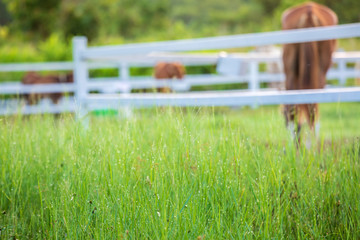 Blur horses in background and grasses with morning dew at foreground,Golden light shine on Green meadow for horses with a stable