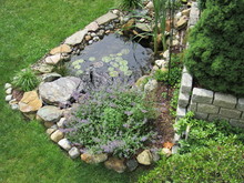 A Man Made Koi Fish Pond With Lily Pads And Other Plants  