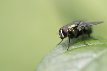 bottle fly