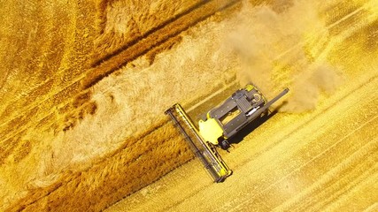 Wall Mural - Aerial view of combine harvester. Harvest of wheat field. Industrial background on agricultural theme. Biofuel and food production from above. Agriculture and environment in European Union. 