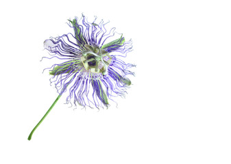 Maypop flower isolated on pure white