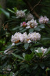 © holly - White Rhododendron Flowers Blooming and Growing Wild in Nature in a Virginia Forest