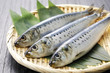 真鰯　Japanese sardine