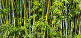 Fototapeta Sypialnia - Fundo com bambus