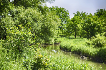 Forest сreek in summer time