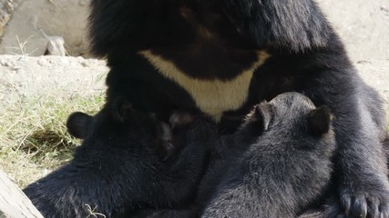 Poster - asiatic black bear feeding baby