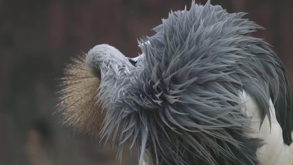 Wall Mural - grey crowned crane cleaning feather