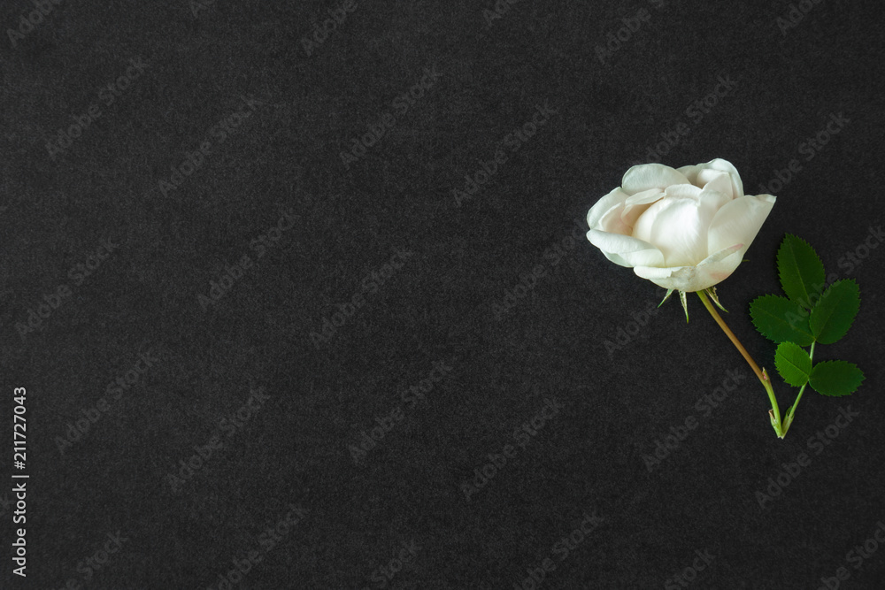 Fresh, white rose on the black, dark background. Condolence card. Empty place for emotional, sentimental text or quote. - obrazy, fototapety, plakaty 