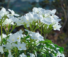 Many White Flowers Focused In Front Of A Green Vegetation