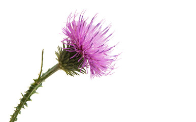 Thistle flower isolated