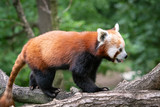 Fototapeta Zwierzęta - Red panda (Ailurus fulgens) on the tree. Cute panda bear in forest habitat.