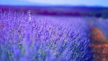 Lavender Field In Provence, France. Blooming Violet Fragrant Lavender Flowers. 4K UHD Video 3840x2160