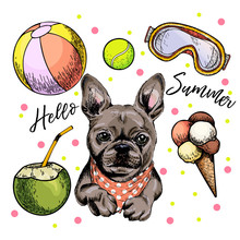 Vector Portrait Of French Bulldog Dog. Hello Summer Cartoon Illustration. Coconut Cocktail, Balls, Ice Cream. Hand Drawn Pet Portait. Poster, T-shirt Print, Holiday Celebration, Postcard, Summertime.