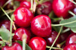 Shiny fresh cherry fruit with leaves and stems