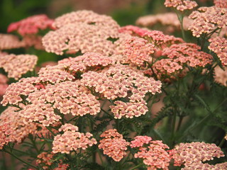 Wall Mural - Achillea millefolium 'Apricot Delight' in full bloom. Blooming Yarrow.