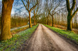 © Ruud Morijn - Curved country road with high bare trees on both sides