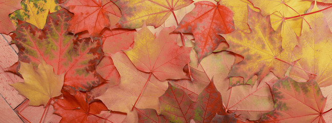 Wall Mural - autumn background maple leaf red