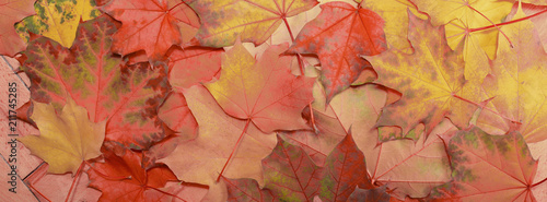 autumn background maple leaf red