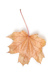 Wall Mural - dry yellow maple leaf fall
