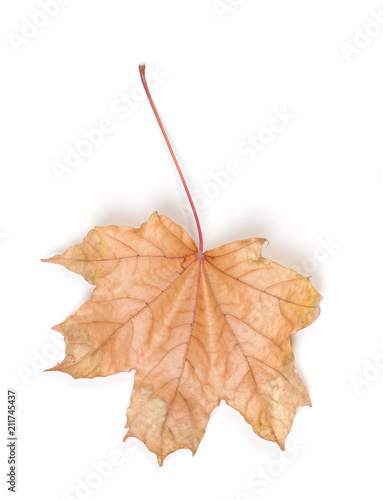 dry yellow maple leaf fall