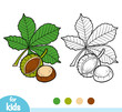 Coloring book, Horse Chestnut branch