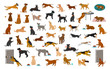 different dog breeds and mixed set, pets play running jumping eating sleeping, sit lay down and walk, steal food, bark, protect. isolated cartoon vector illustration graphic